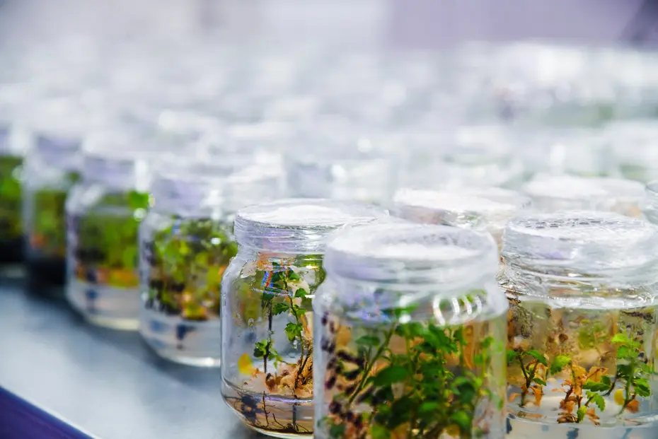 Reihe verschlossener Glasgefäße mit sterilen Pflanzengewebekulturen im biotechnologischen Labor
