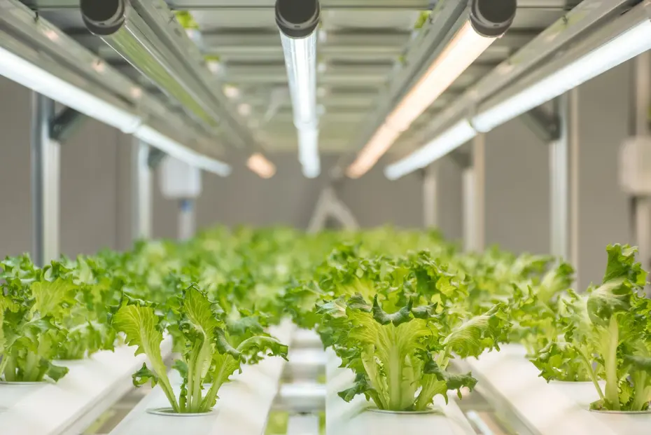 Reihen von Kopfsalat in einer hydroponischen Vertical-Farming-Anlage unter mehreren LED-Beleuchtungsleisten